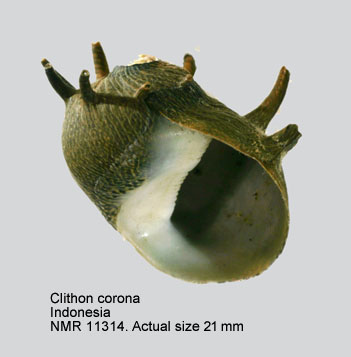Clithon corona (3).jpg - Clithon corona (Linnaeus,1758)